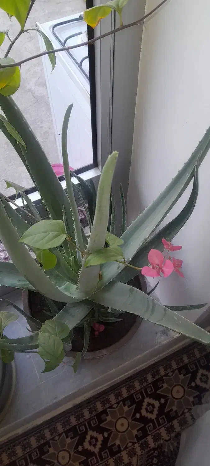 گل الورا|گل و گیاه طبیعی|یامچی, |دیوار