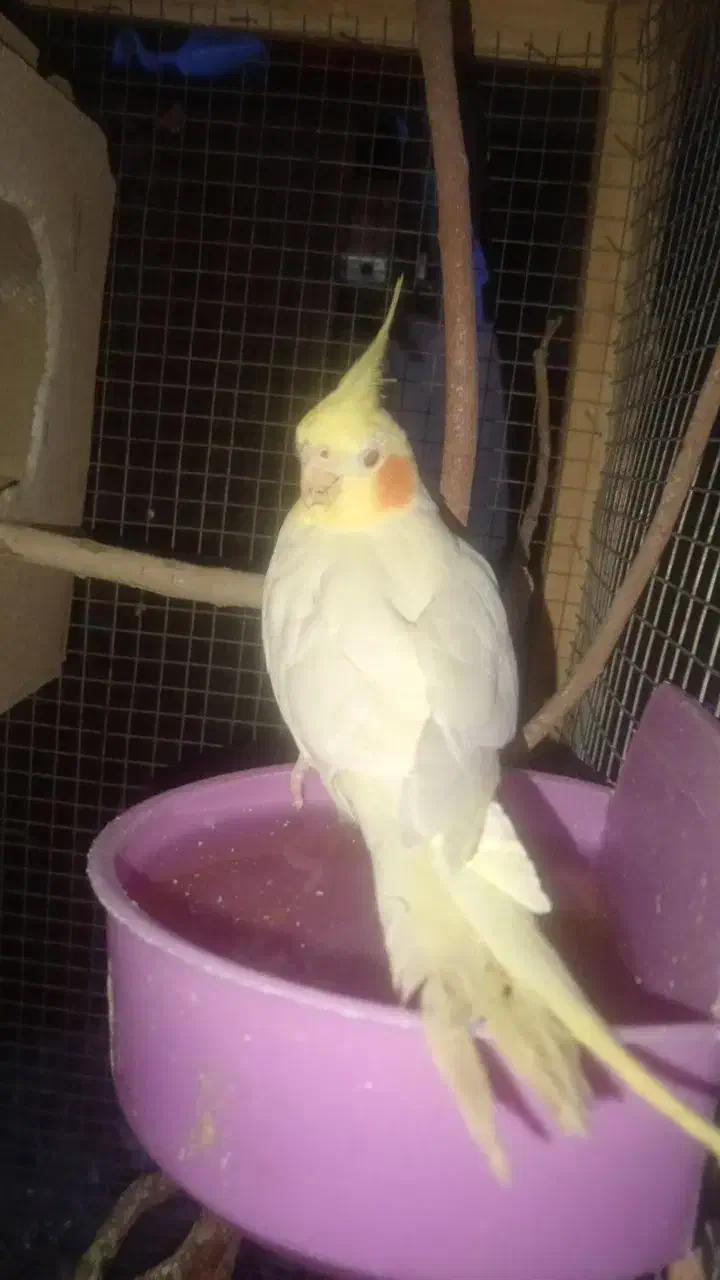 عروس هلندی نر و ماده|پرنده|کرمان, |دیوار