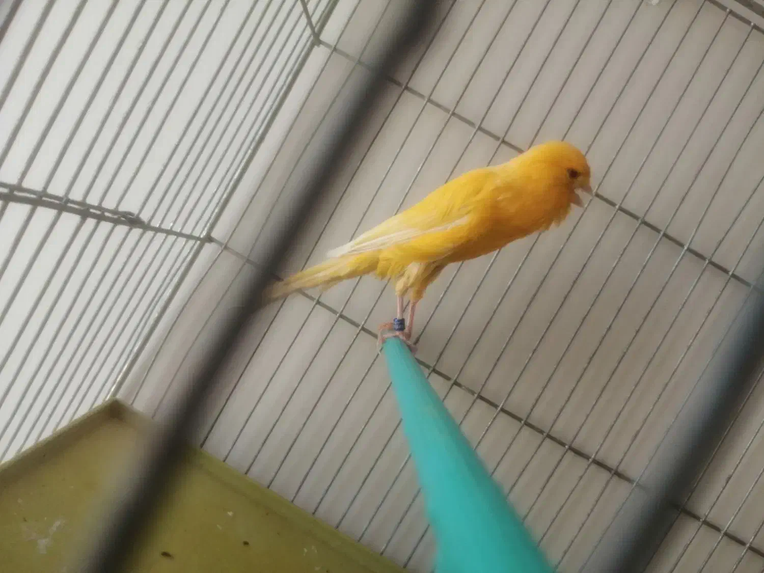 قناری ماده بلند آماده|پرنده|اصفهان, پوریای ولی|دیوار