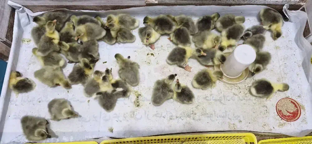 جوجه غاز محلی|حیوانات مزرعه|آمل, |دیوار