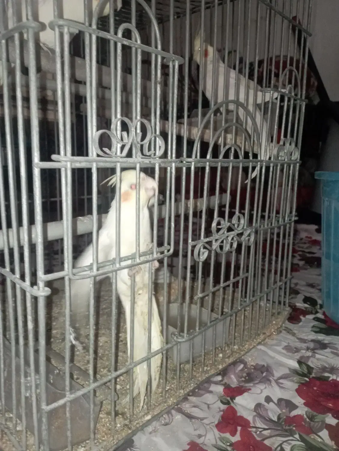 طوطی عروس هلندی مولد با جوجه|پرنده|کرج, شهرک سهرابیه|دیوار