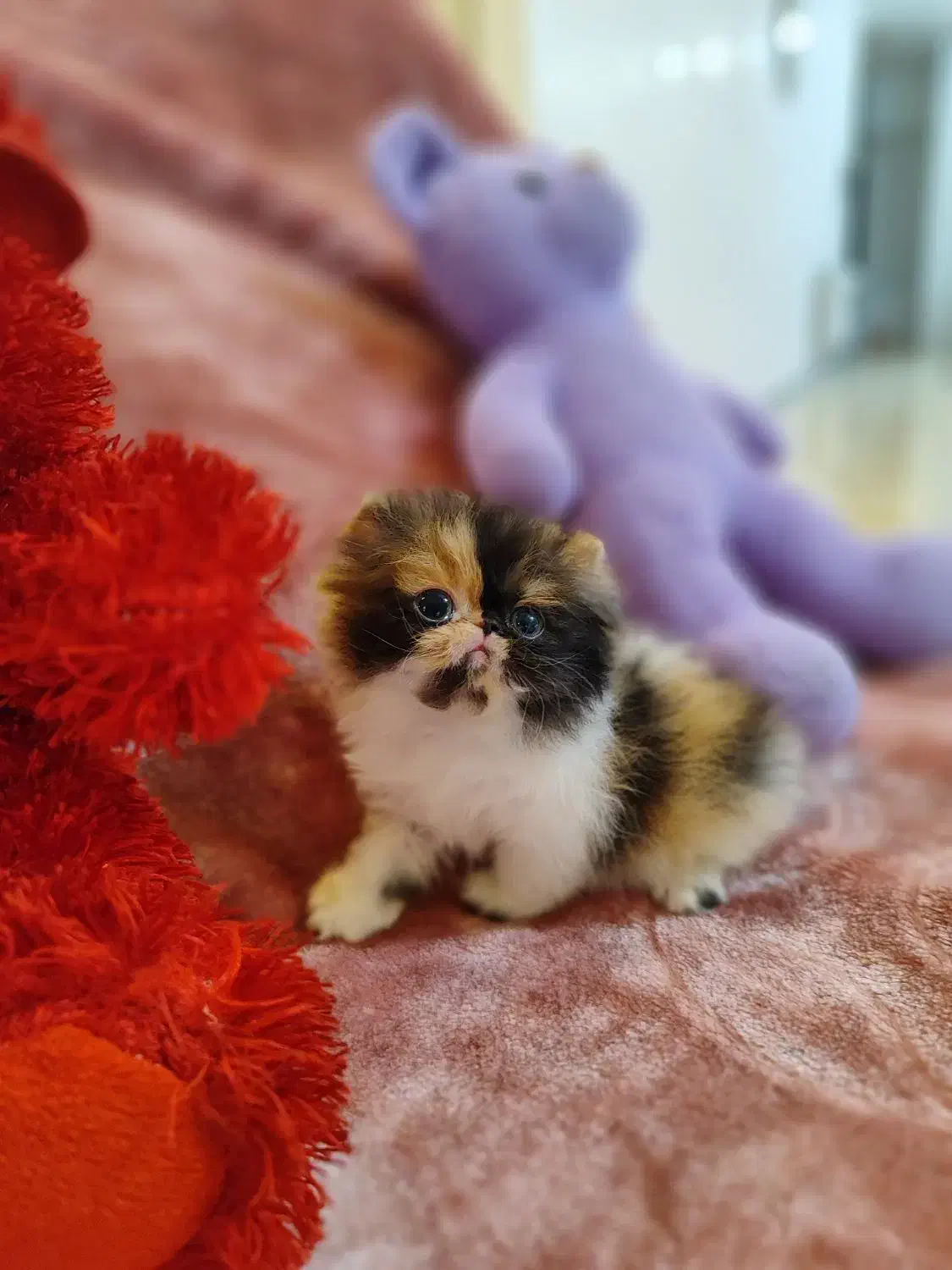 بچه گربه پرشین اگزوتیک مینیاتوری|گربه|تهران, چیتگر جنوبی|دیوار