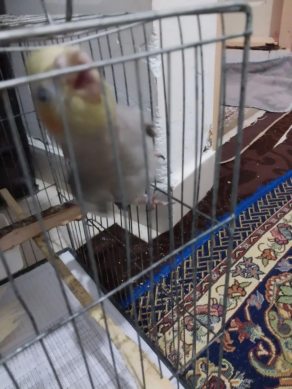 عروس هلندی رام رام|پرنده|قدس, شهرقدس|دیوار