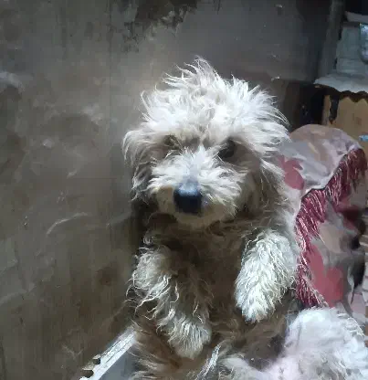 سگ گمشده|حیوانات|نجف‌آباد, شریعتی غربی|دیوار