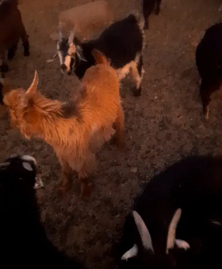 کهره نر چاق|حیوانات مزرعه|آباده, |دیوار