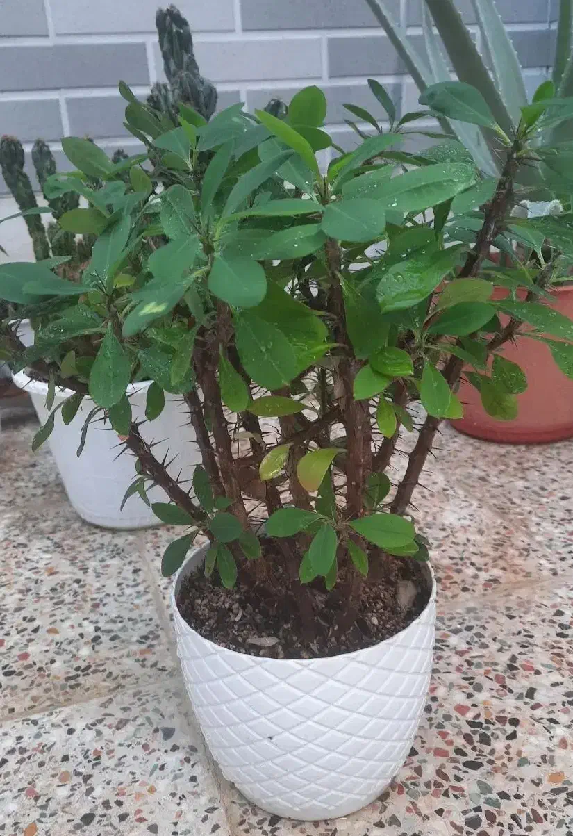 گل طبیعی|گل و گیاه طبیعی|آباده, |دیوار