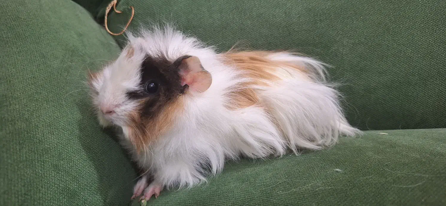 خوکچه هندی پرویی مو بلند|موش و خرگوش|وحیدیه, |دیوار