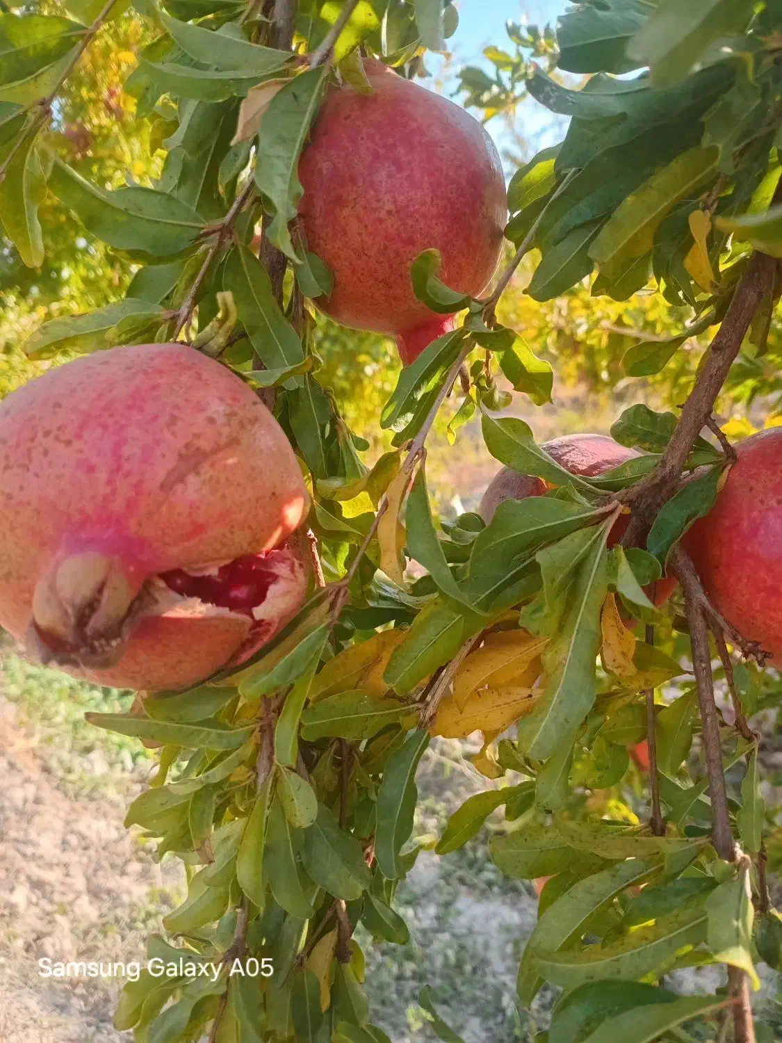 فروش انار ضایعات و سالم بصورت کلی و جزیی|عمدهفروشی|کوهنانی, |دیوار