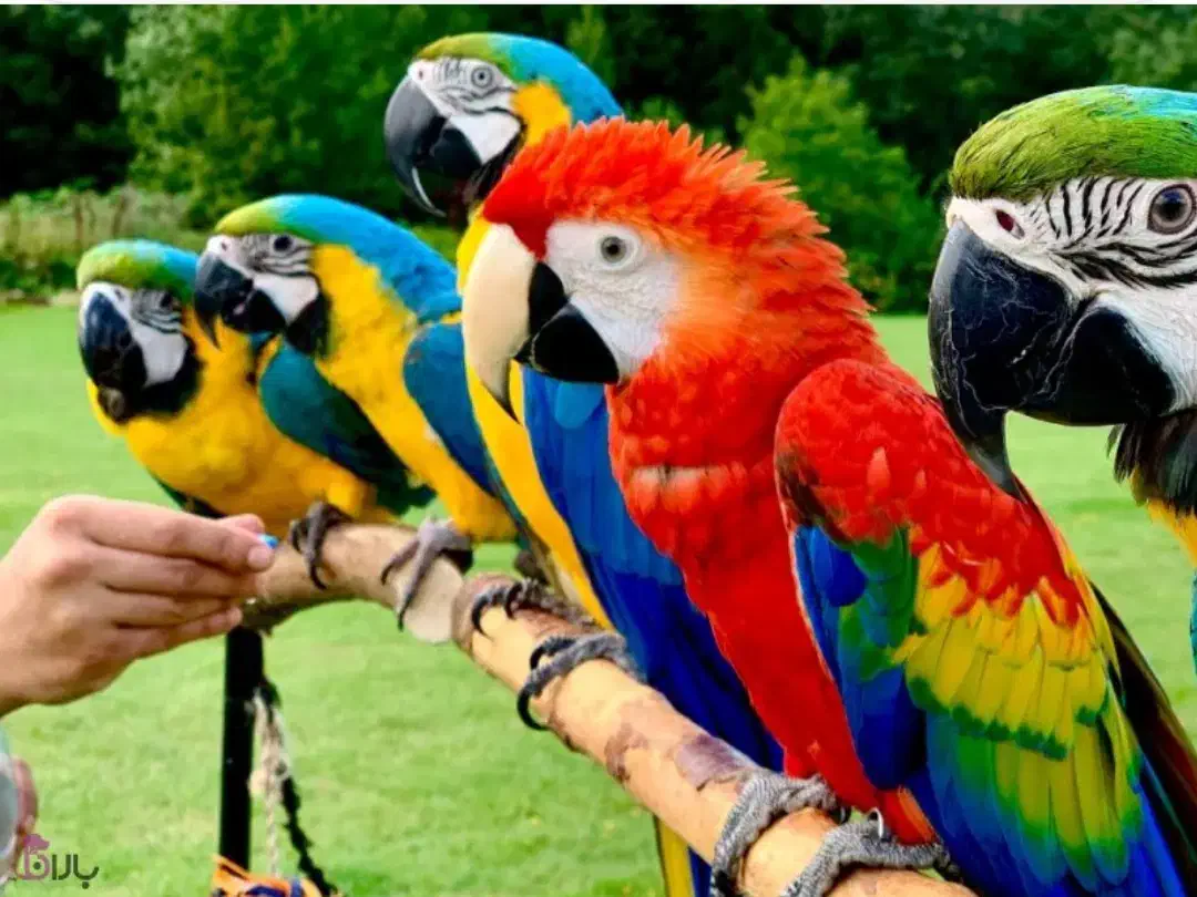 آرا ، کاکادو ،ماکائو|پرنده|تهران, چیتگر جنوبی|دیوار