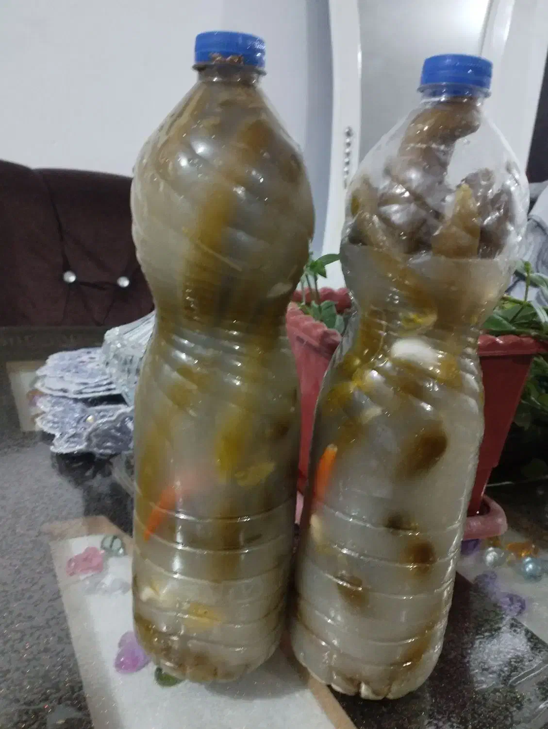 خیار شور خانگی|خوردنی و آشامیدنی|مشگین شهر, |دیوار