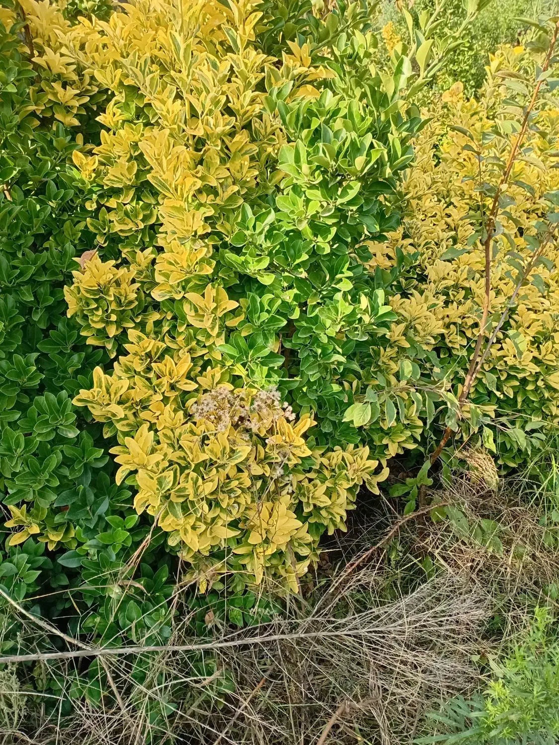 شمشاد طلایی - بوته مادر|خدمات باغبانی و درختکاری|کلاچای, |دیوار
