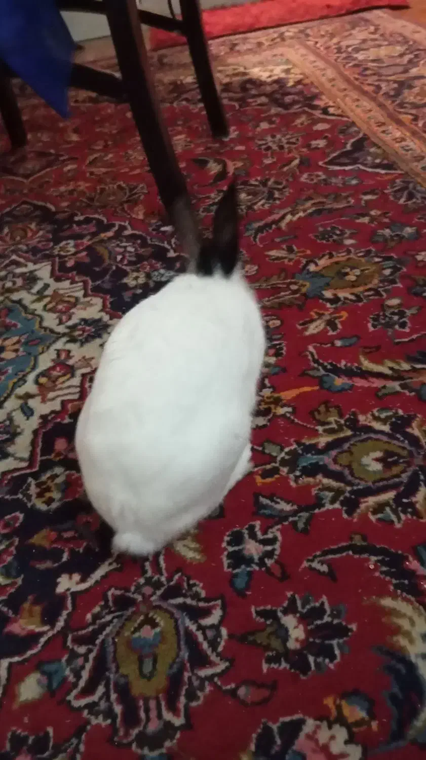 خرگوش  نر سفید مشکی. واگذاری رایگان|موش و خرگوش|تهران, شهرآرا|دیوار