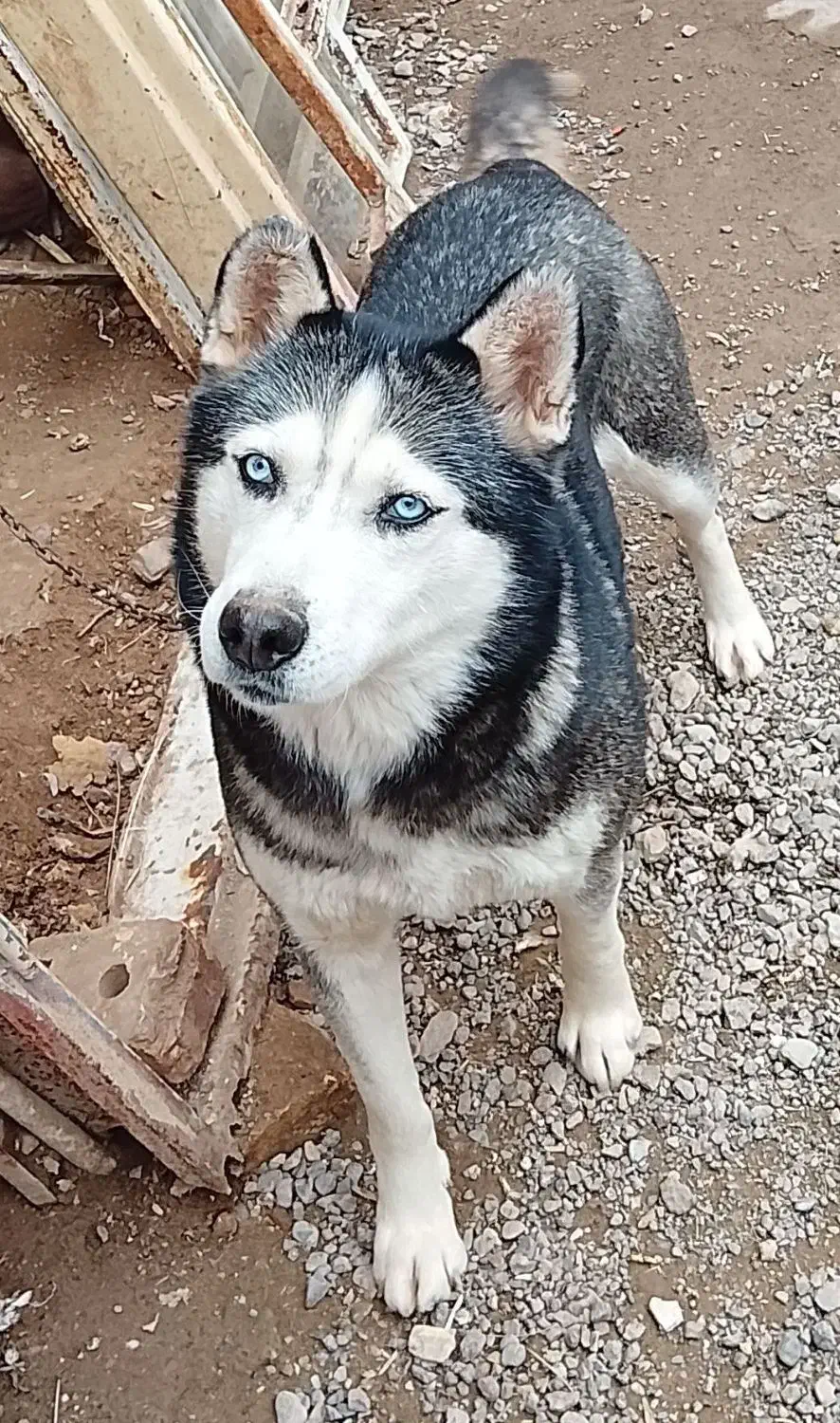 حیوان خانگی|سگ|تربت جام, یحیی آباد|دیوار