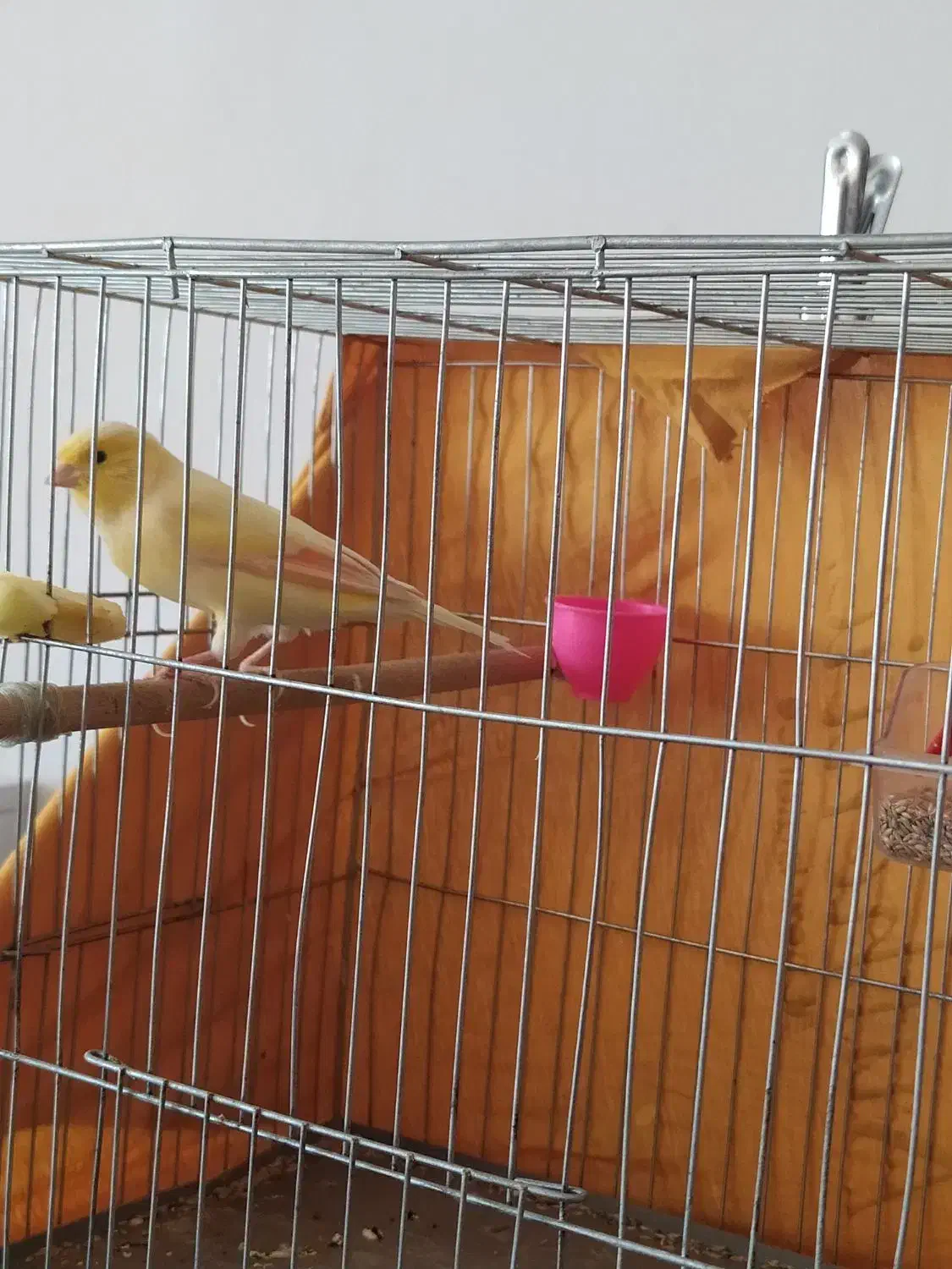 یک جفت قناری|پرنده|برخوار, |دیوار