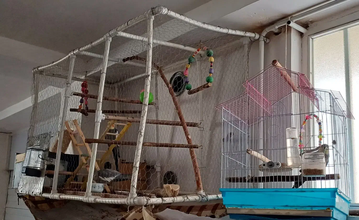 عروس هلندی|پرنده|میانه, |دیوار