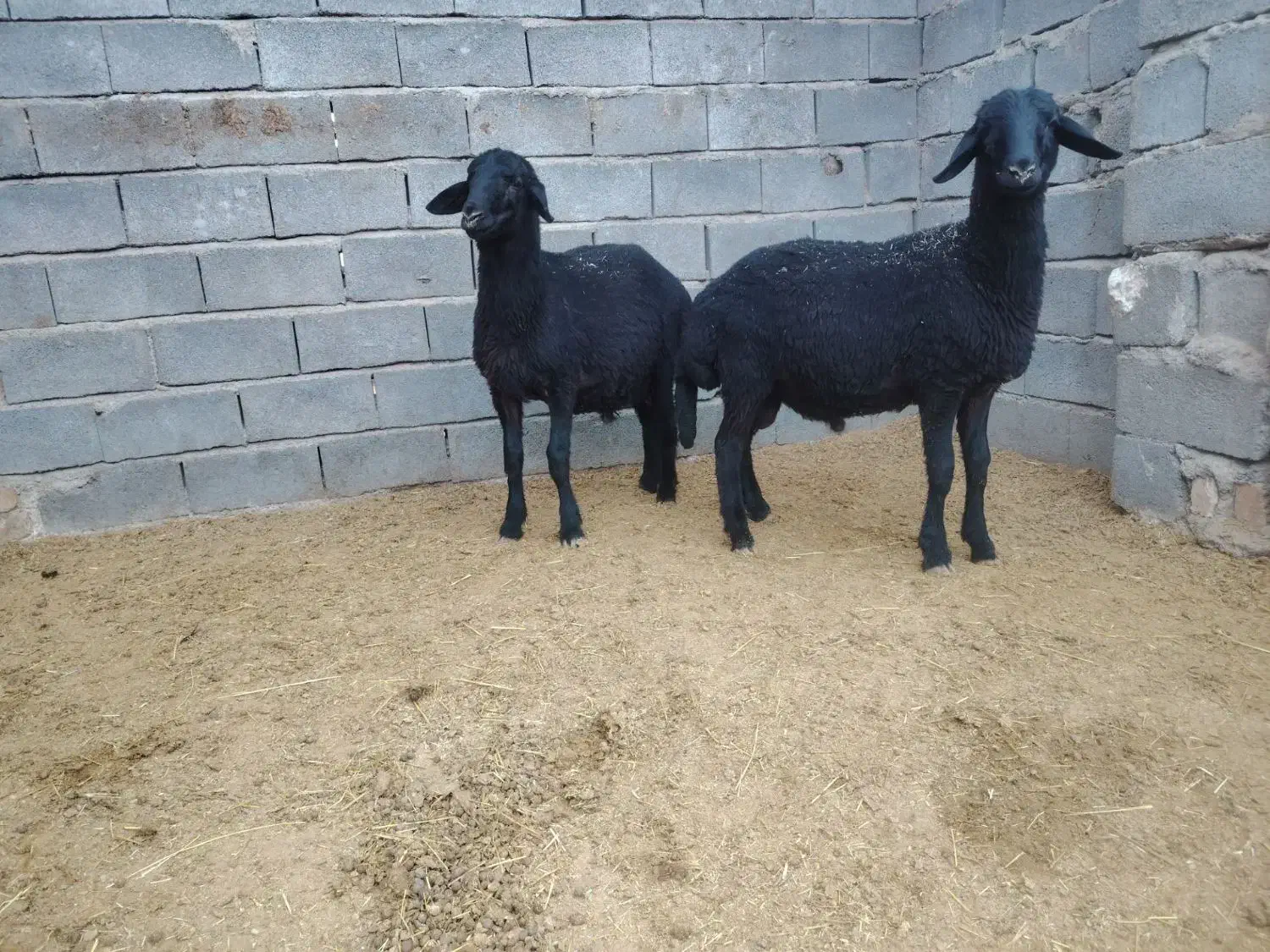 بره قوچ همو و هترو|حیوانات مزرعه|کمیجان, |دیوار