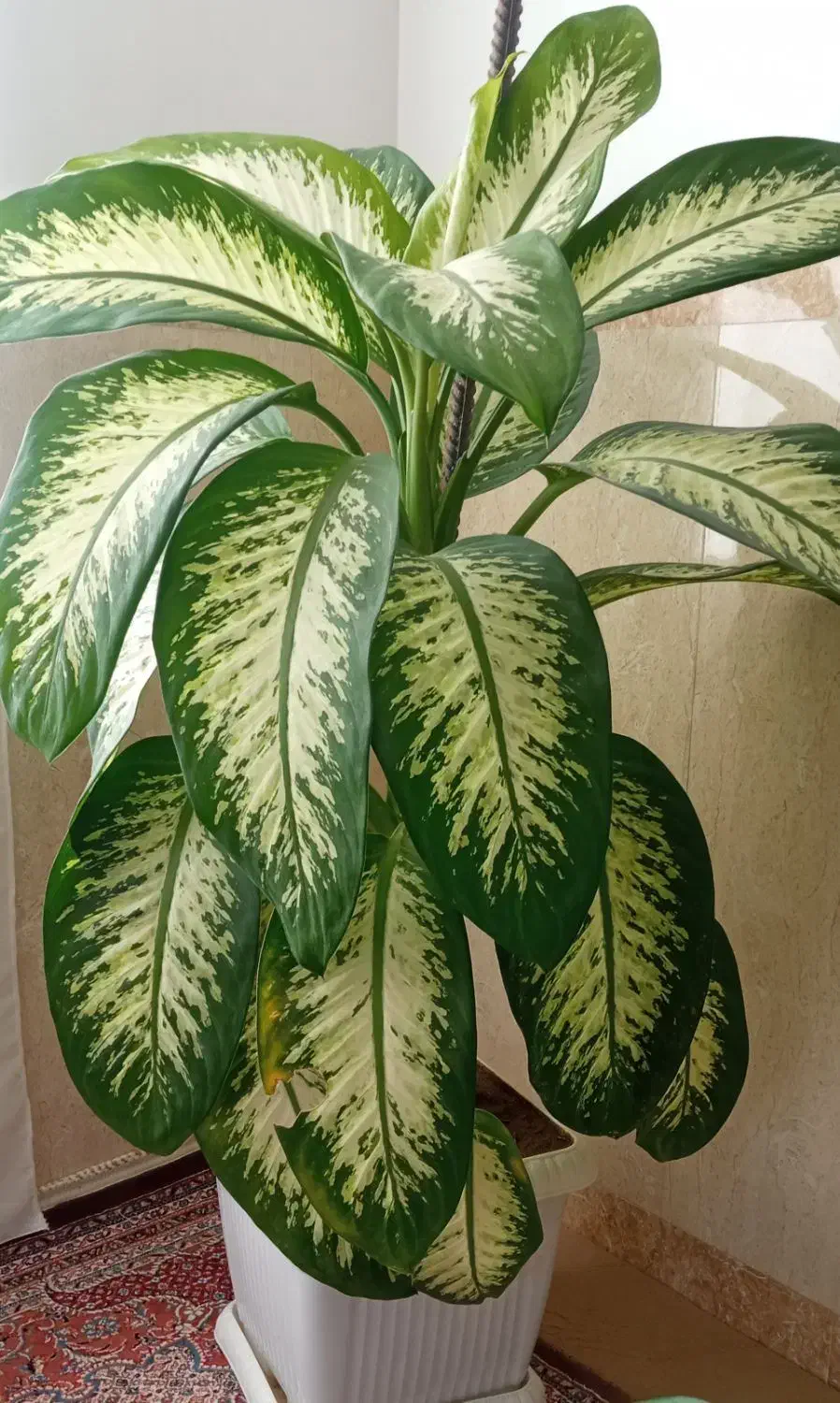 گل کاهویی|گل و گیاه طبیعی|بانه, |دیوار