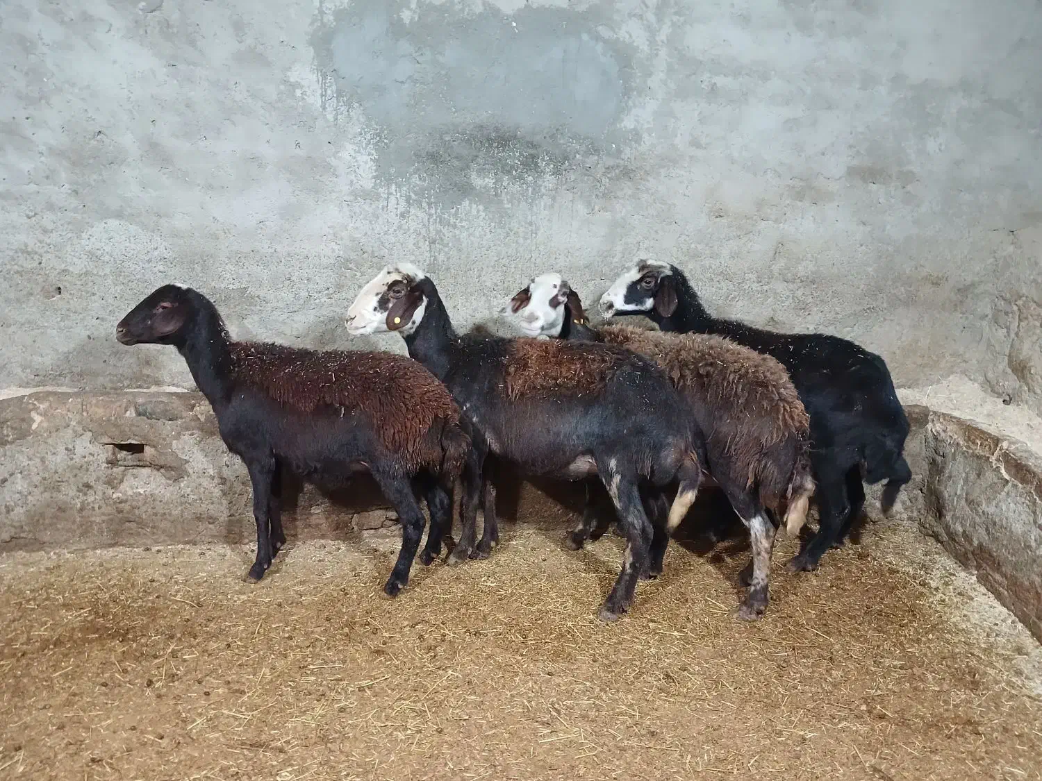 میش پلنگی آبستن.|حیوانات مزرعه|بروجرد, |دیوار