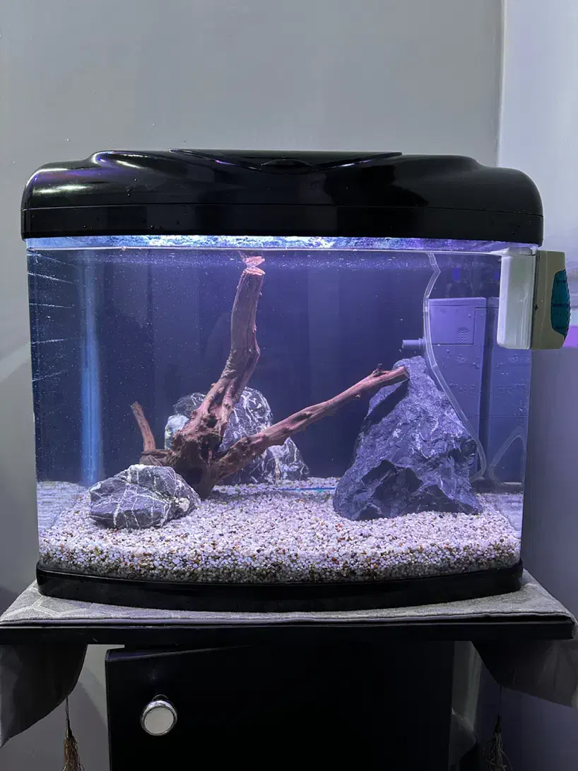 آکواریوم|ماهی|فردیس, فرامرزیه|دیوار