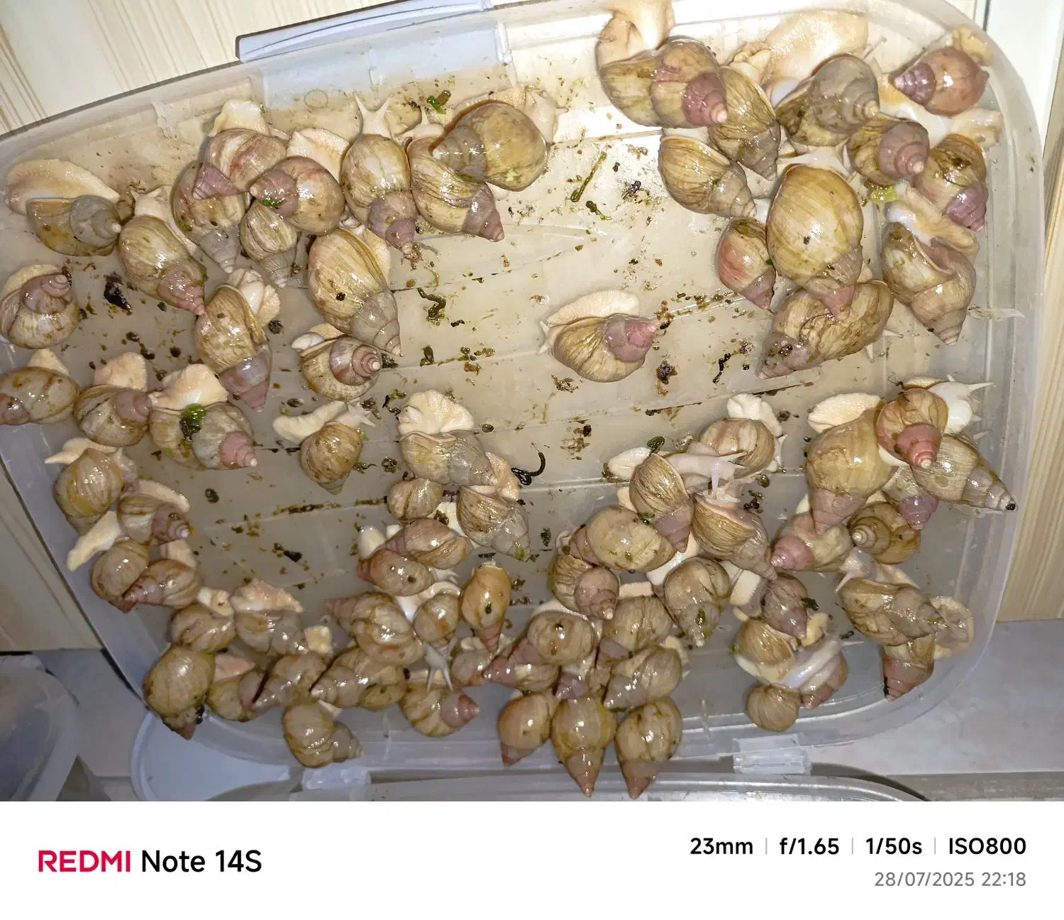 حلزون|خزنده|شیراز, شهرک فرهنگیان|دیوار