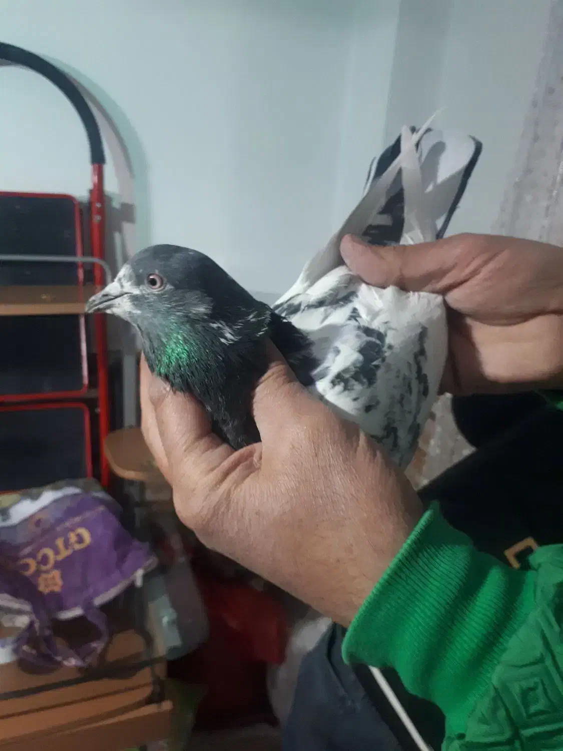 کفتر|پرنده|تهران, فلاح|دیوار