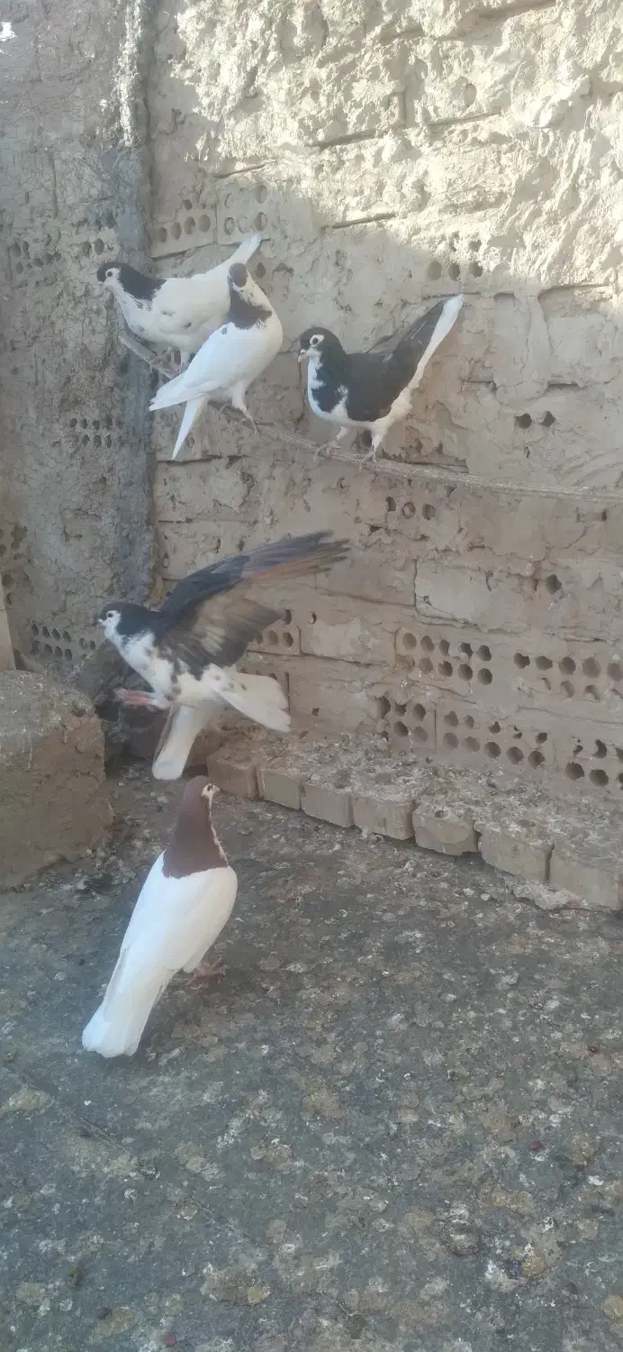 کفتر افشون|پرنده|تربت جام, فاز ۳ فرهنگیان|دیوار