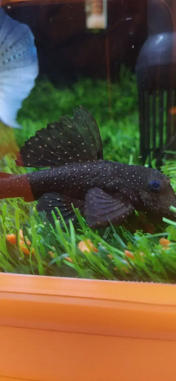 کت پوز بوته ای|ماهی|زابل, |دیوار