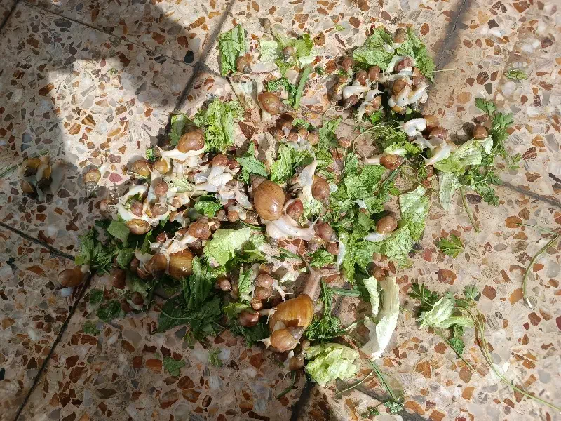 حلزون آلبینو|خزنده|کرمانشاه, |دیوار