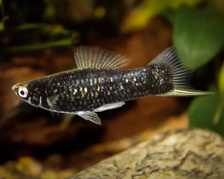 دمشمشیری|ماهی|سلماس, |دیوار