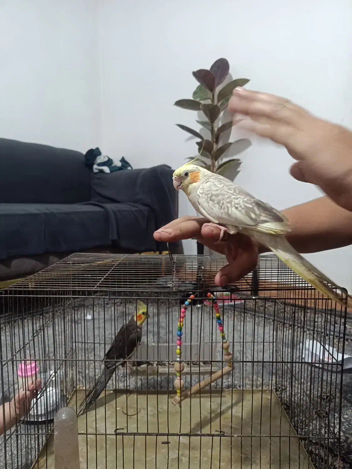 عروس هلندی|پرنده|رشت, جماران|دیوار