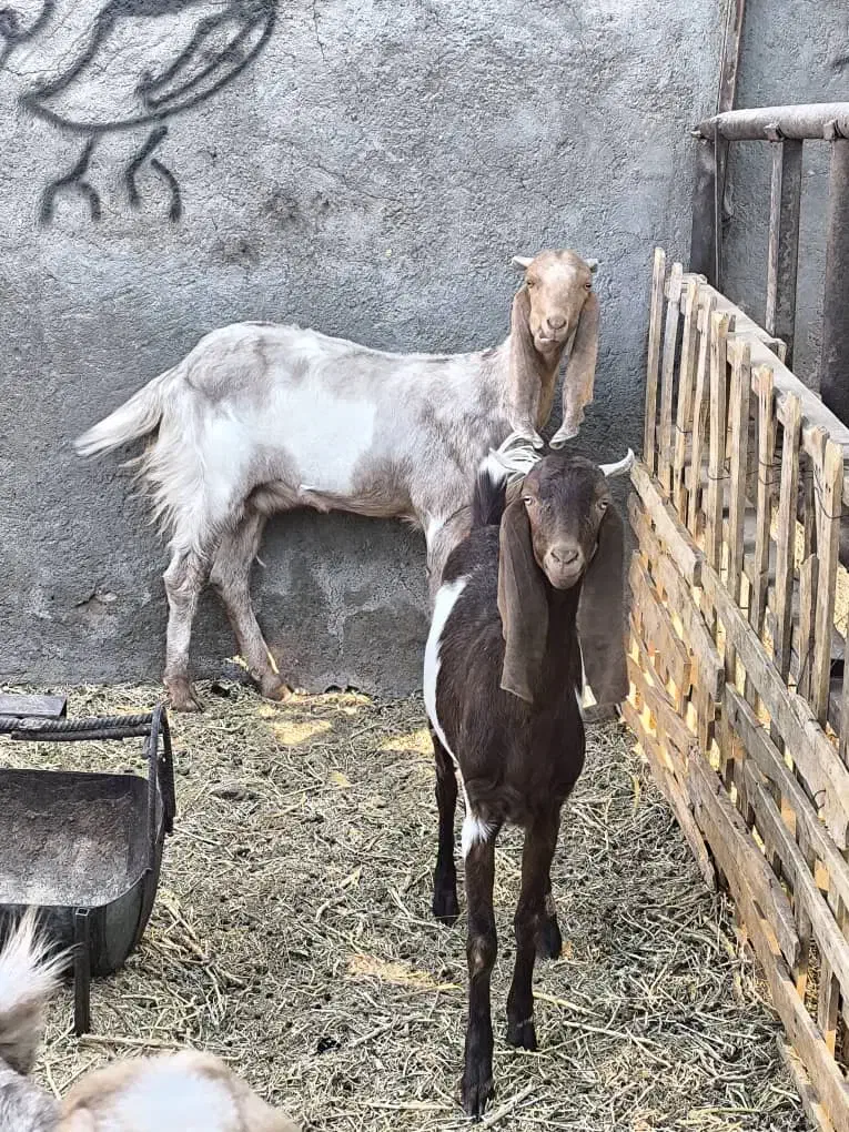 بز پاکستانی|حیوانات مزرعه|رفسنجان, |دیوار