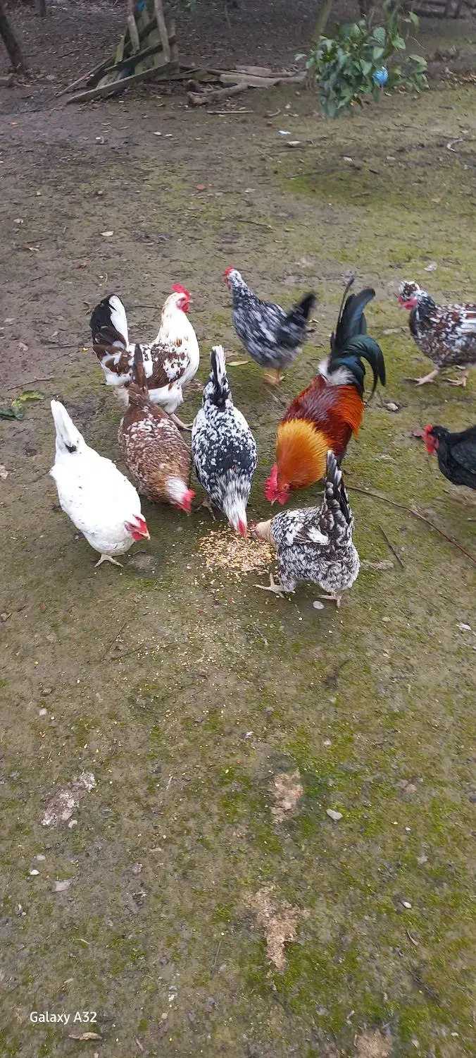 تخم نطفه دار گلین لری|حیوانات مزرعه|قائم‌شهر, |دیوار