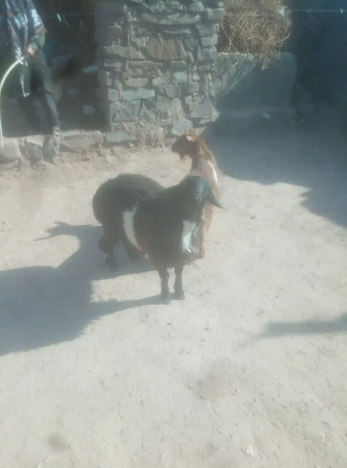 بره|حیوانات مزرعه|بیرجند, |دیوار