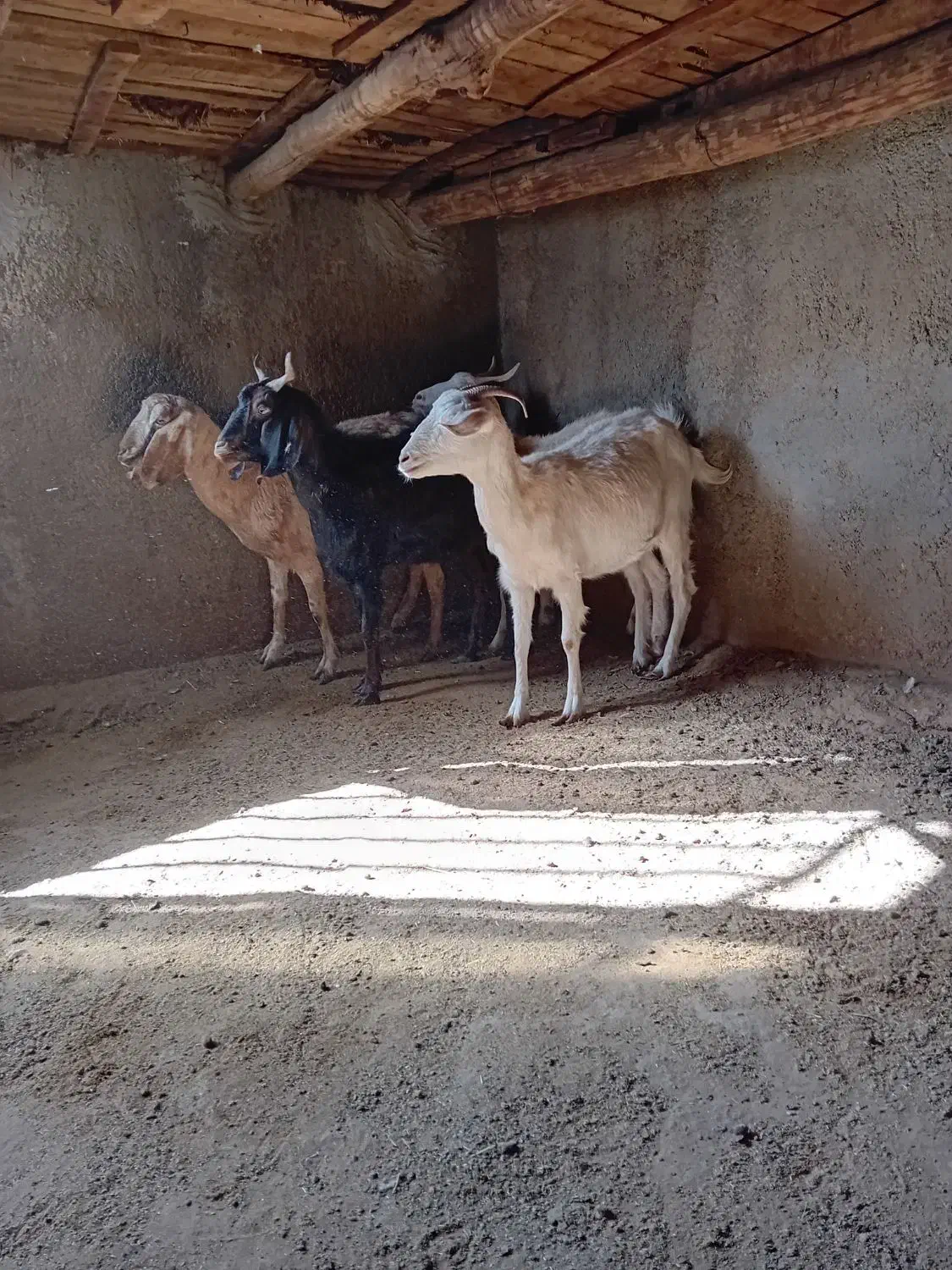 فروش ۴راس بز جوان شیروارآبستن|حیوانات مزرعه|بسطام, |دیوار