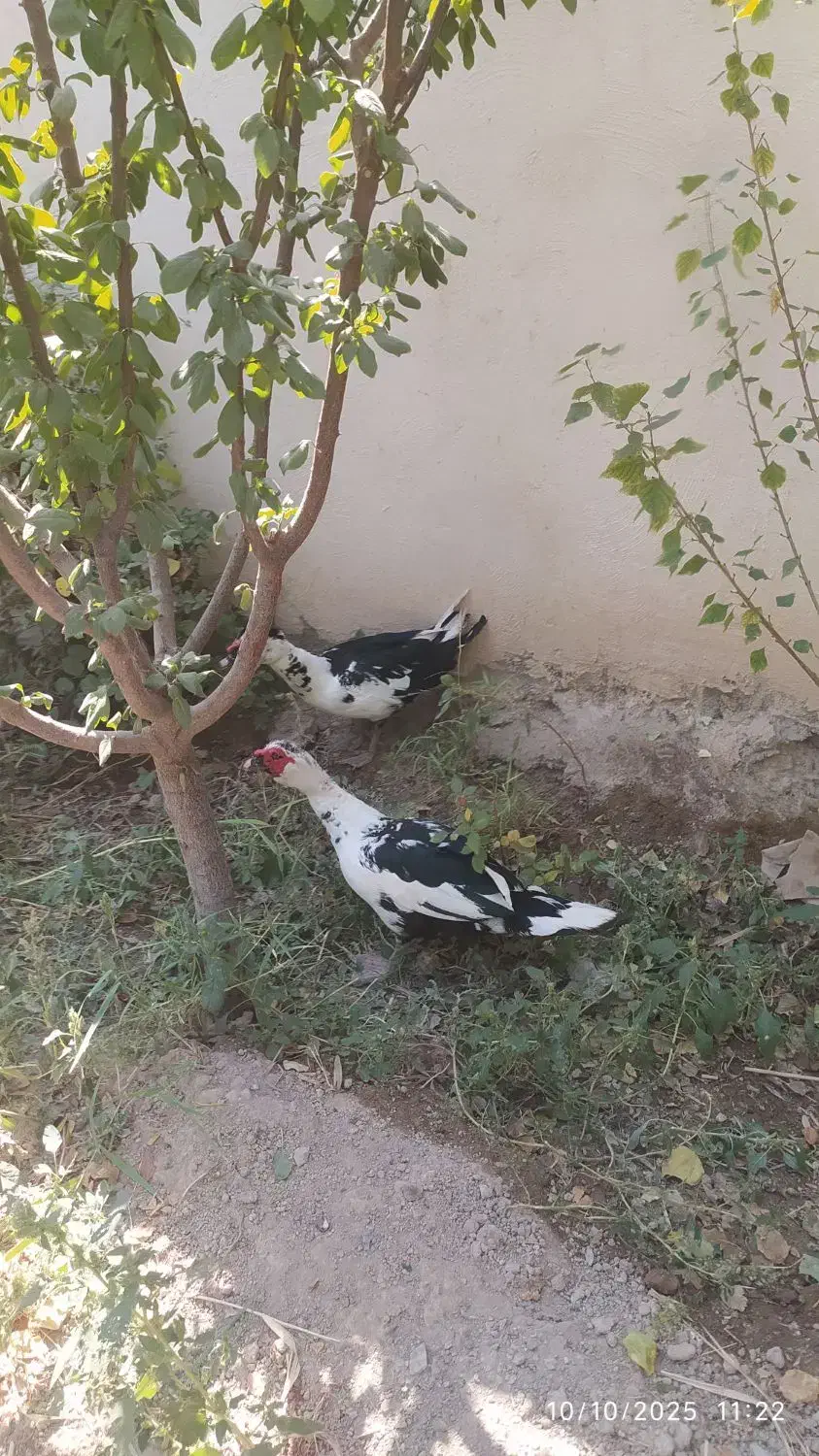 تعدادی بوغلمون واردک اسرائیلی برای فروش|حیوانات مزرعه|نسیم‌شهر, |دیوار