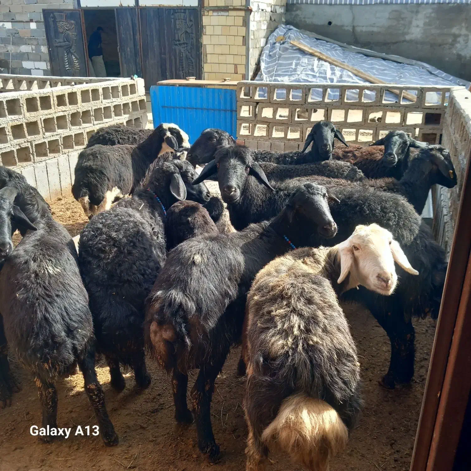 گوسفند|حیوانات مزرعه|لیلان, |دیوار