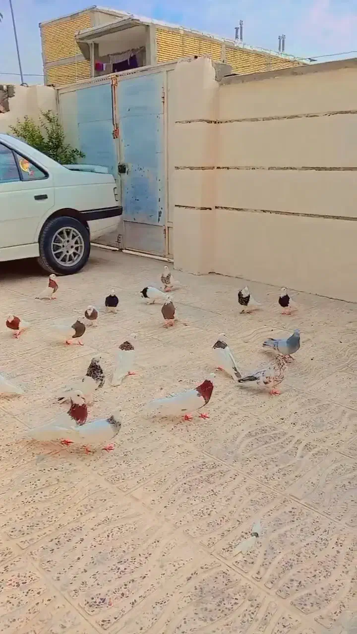 طوقی  سپیدان.|پرنده|سپیدان, |دیوار