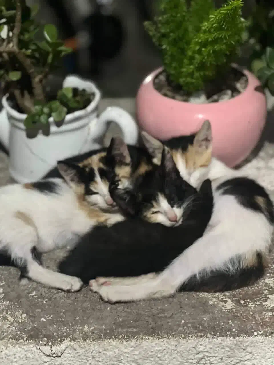 واگذاری|گربه|بندر انزلی, متروپل|دیوار