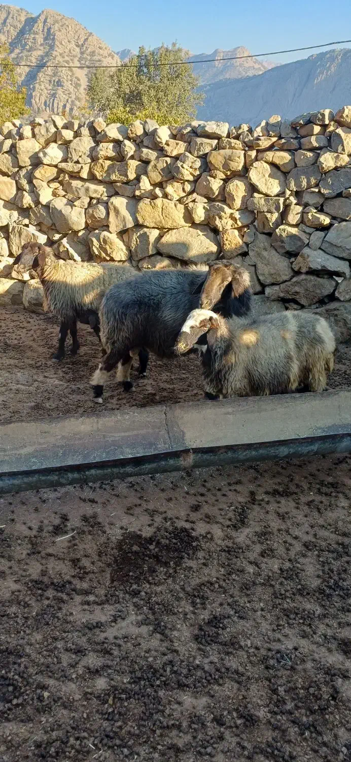 قوچ|حیوانات مزرعه|لوداب, |دیوار