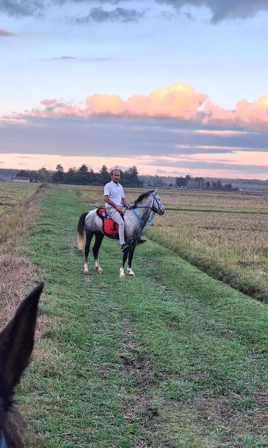 اسب نریون|اسب و تجهیزات اسب‌سواری|طاهرگوراب, |دیوار