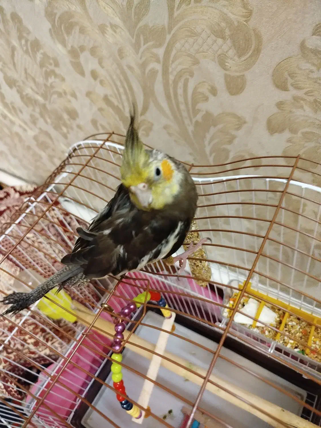 عروس هلندی|پرنده|خوی, |دیوار