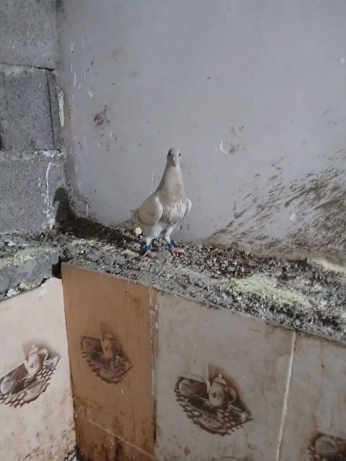 کبوتر|پرنده|آبپخش, |دیوار