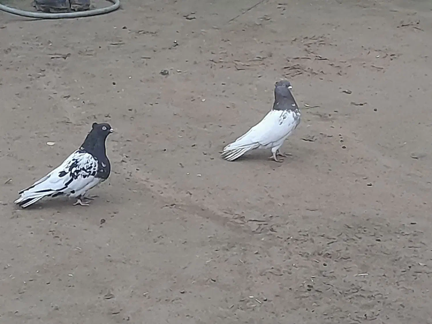 شوش|حیوانات|شوش, |دیوار