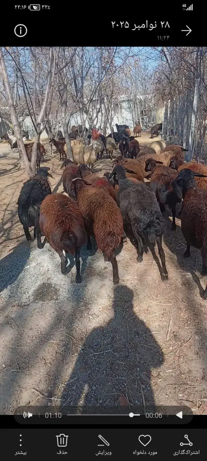 45 راس میش افشار|حیوانات مزرعه|سنندج, |دیوار