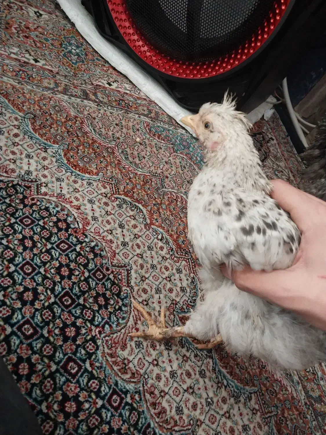 پرنده|پرنده|تبریز, |دیوار