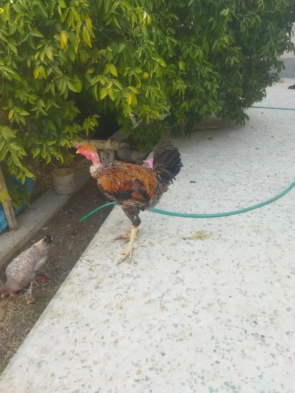 مرغ محلی وخروس لاری|حیوانات مزرعه|کوه چنار, |دیوار