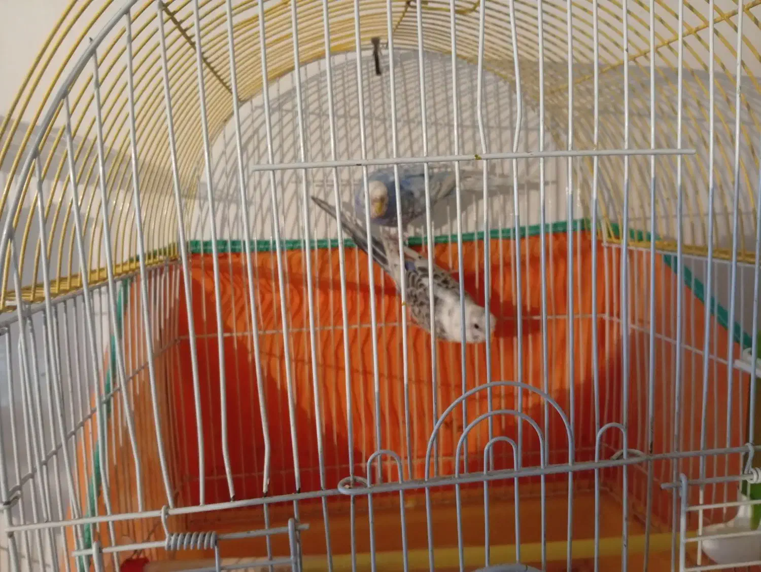 مرغ عشق|پرنده|کرمانشاه, |دیوار