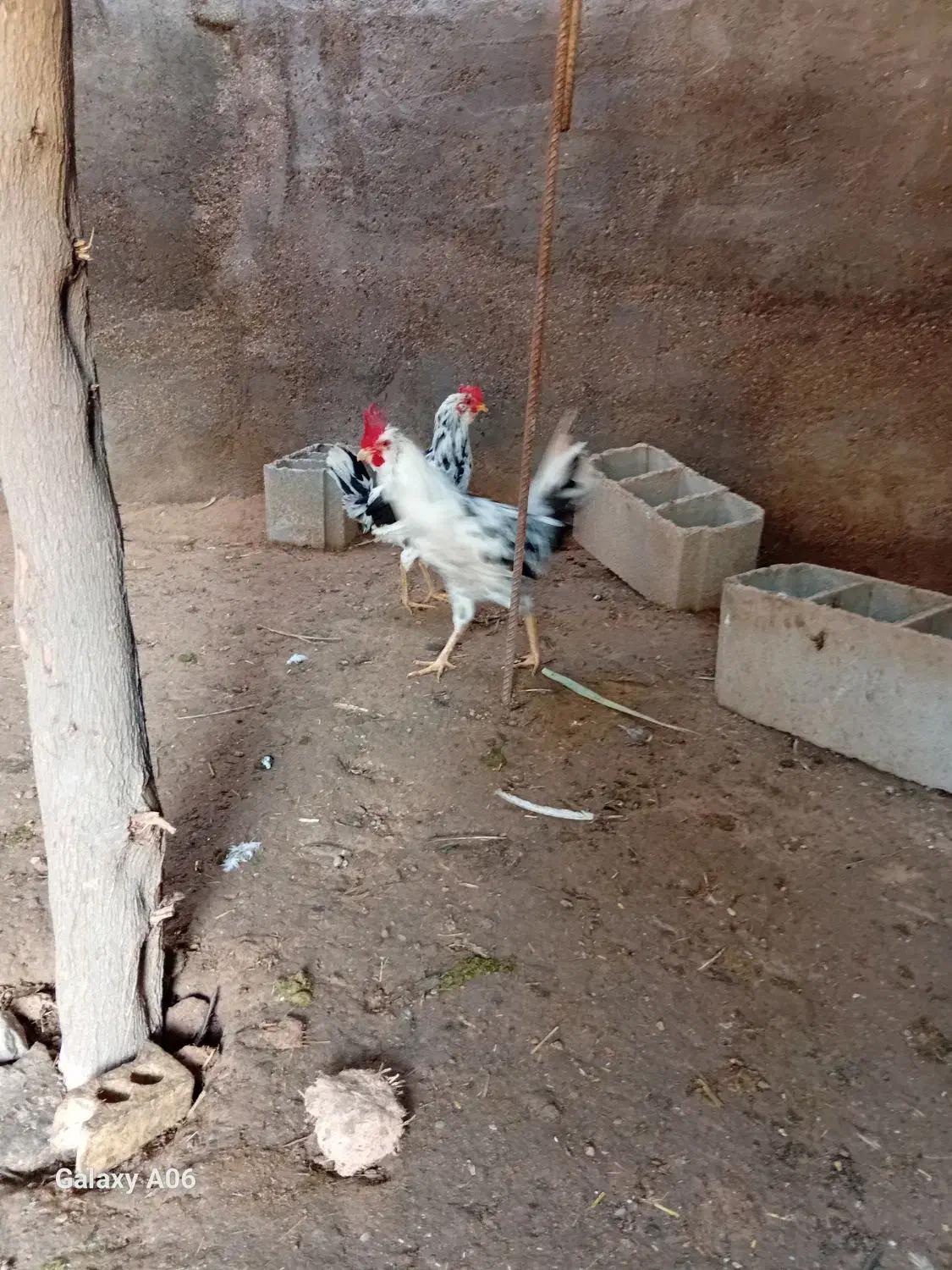 مرغ و واروک خروس سالم وسرحال|حیوانات مزرعه|گتوند, |دیوار