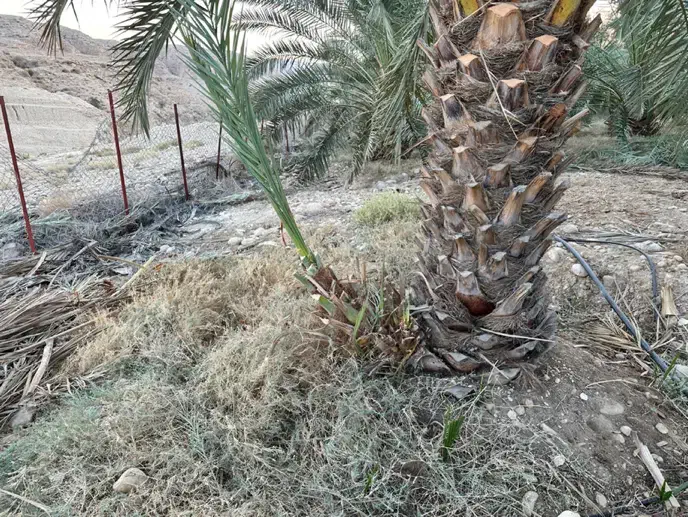 فروش پاجوش خاصویی|گل و گیاه طبیعی|بستک, |دیوار