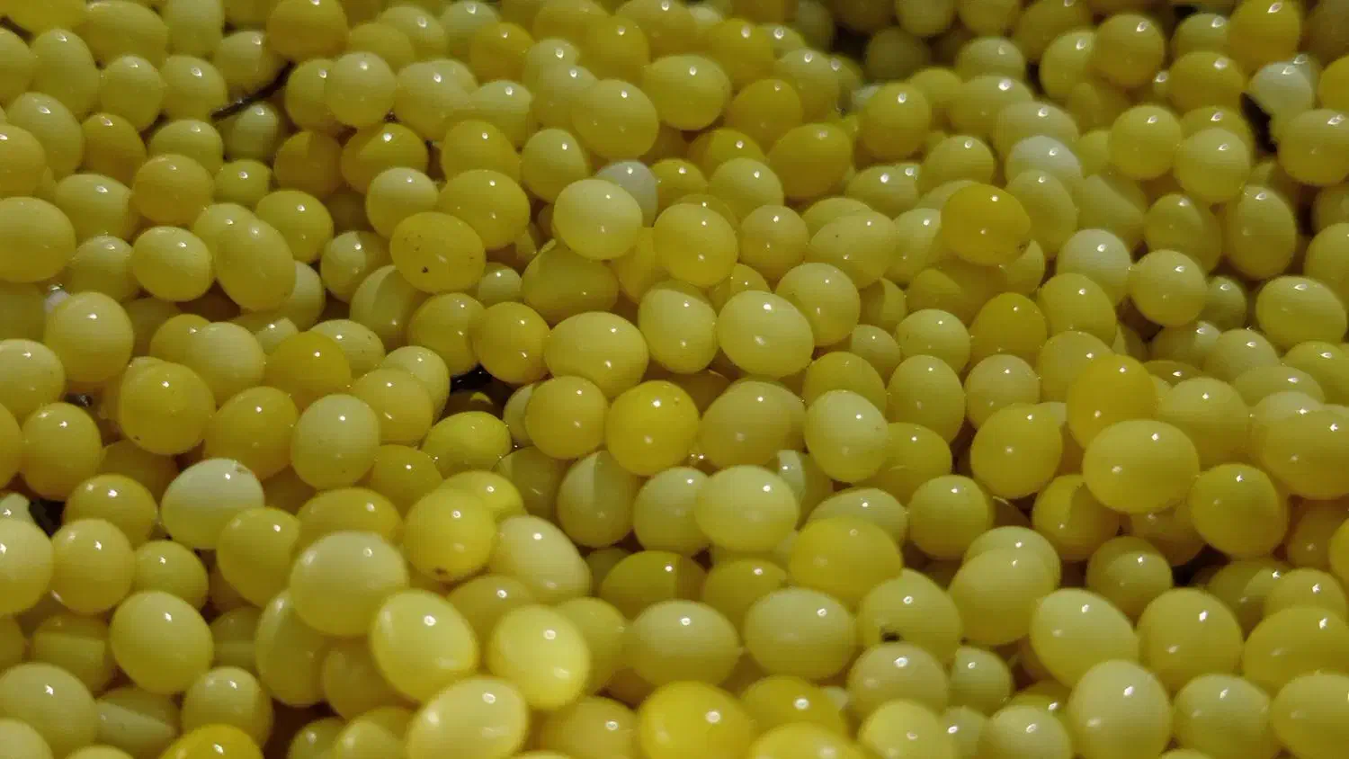 خاویار و کرم حلزون|حراج|قروه, |دیوار